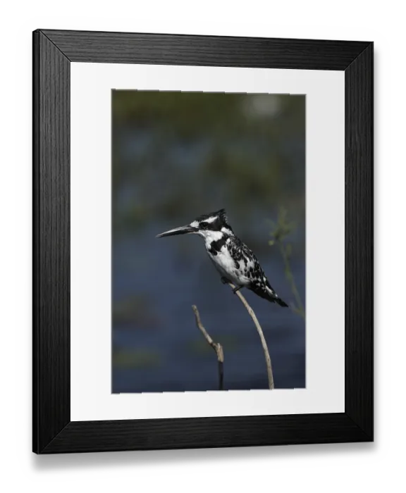 Framed Print : Pied kingfisher (Ceryle rudis) in the Okavango Delta