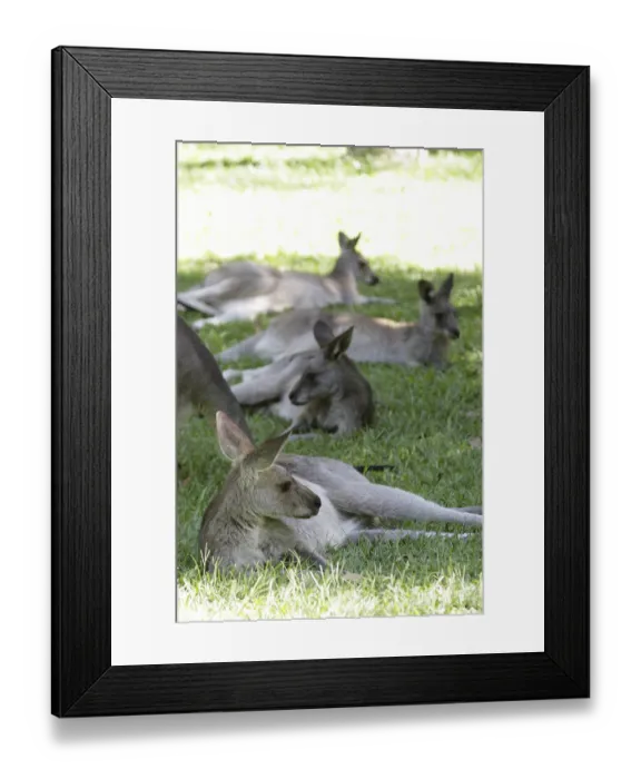 Framed Print : Eastern Grey Kangaroos (Macropus giganteus) sitting on the graB in Queensland