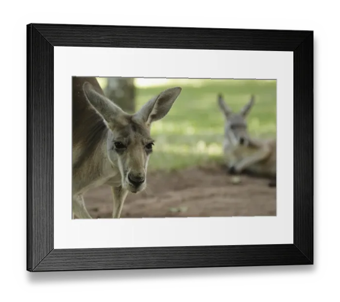Framed Print : Eastern grey kangaroo (Macropus giganteus) sitting on the graB in Queensland Framed Print : Eastern grey kangaroo (Macropus giganteus) sitting on the graB in Queensland