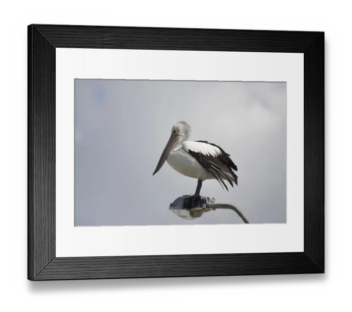 Framed Print : Spectacled Pelican (Pelecanus conspicillatus) sitting on a street light in Nelson Bay Framed Print : Spectacled Pelican (Pelecanus conspicillatus) sitting on a street light in Nelson Bay