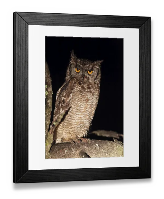 Framed Print : Spotted eagle-owl (Bubo africanus) in the light of a spotlight in Amakhala Game Reserve