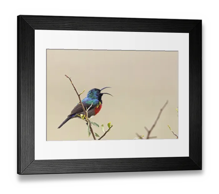 Framed Print : Double-banded nectarbird (Cinnyris afer) sitting on a branch in Amakhala Game Reserve