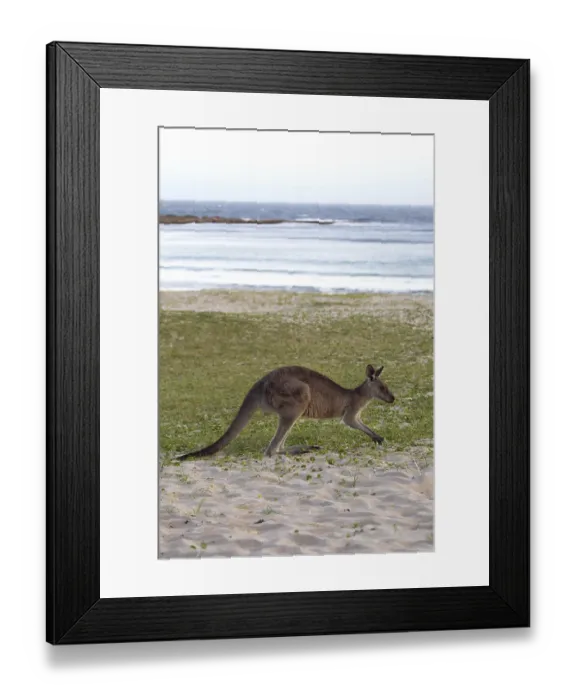 Framed Print : Eastern grey kangaroo (Macropus giganteus) in the evening light at Pebbly Beach Framed Print : Eastern grey kangaroo (Macropus giganteus) in the evening light at Pebbly Beach