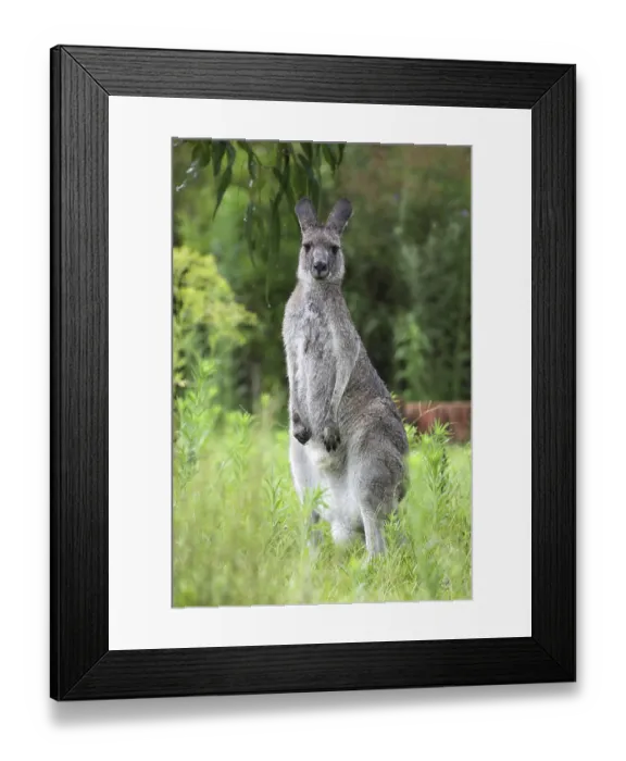 Framed Print : Eastern grey kangaroo (Macropus giganteus) in the rain in Australia