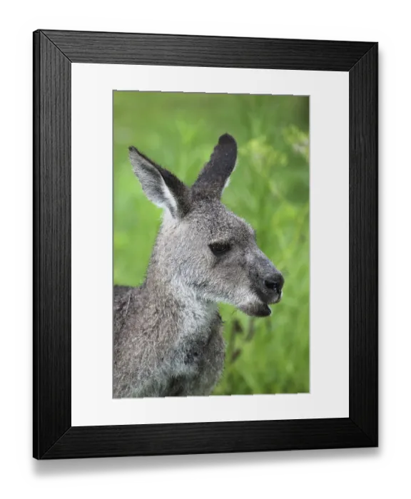 Framed Print : Eastern grey kangaroo (Macropus giganteus) in the rain in Australia
