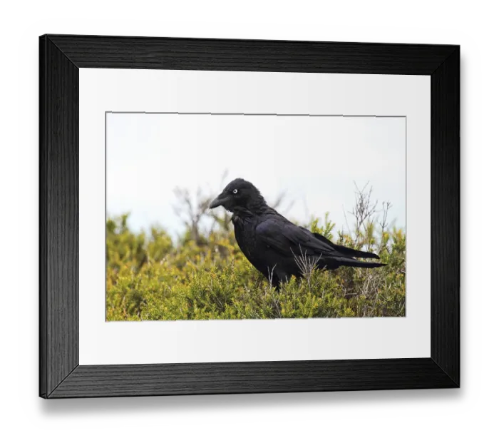 Framed Print : Australian raven (Corvus coronoides) sitting in a bush in Flinders Chase National Park on Kangaroo Island