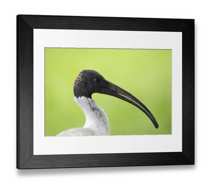 Framed Print : Portrait of a australian white ibis (Threskiornis molucca) in Queensland