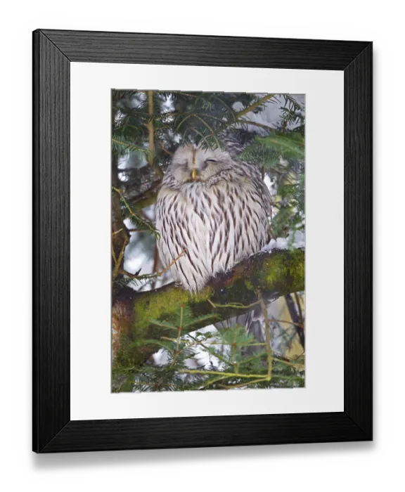 Framed Print : Ural owl (Strix uralensis) in winter in the animal enclosure in the Bavarian Forest National Park