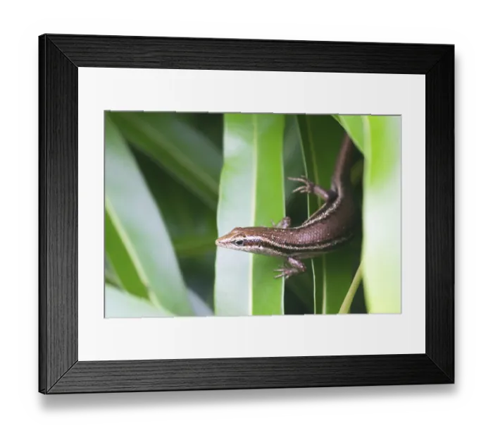 Framed Print : Seychelles skink (Trachylepis seychellensis) (Trachylepis sechellensis) sitting on a leaf on Praslin
