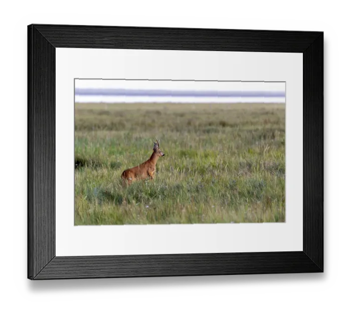 Framed Print : A european roe deer (Capreolus capreolus) leaps across the salt meadows on Juist