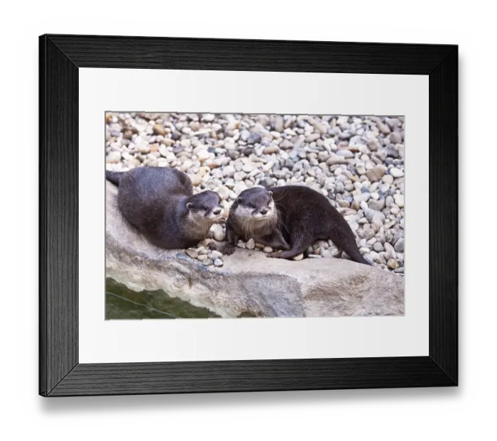 Framed Print : Oriental small-clawed otter (Aonyx cinerea)