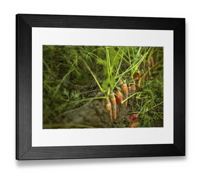 Framed Print : Row of carrots in the field or field at harvest time