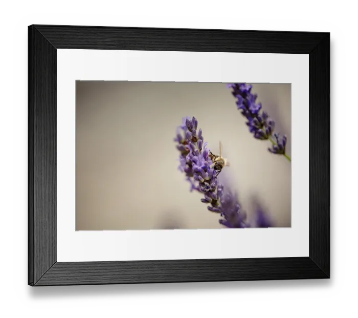 Framed Print : Close Up of Honeybee on Beautiful Lavender blooming in early summer on a sunny day with soft background bokeh