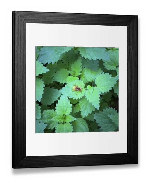 Framed Print : Yellow hornet insect on green leaves