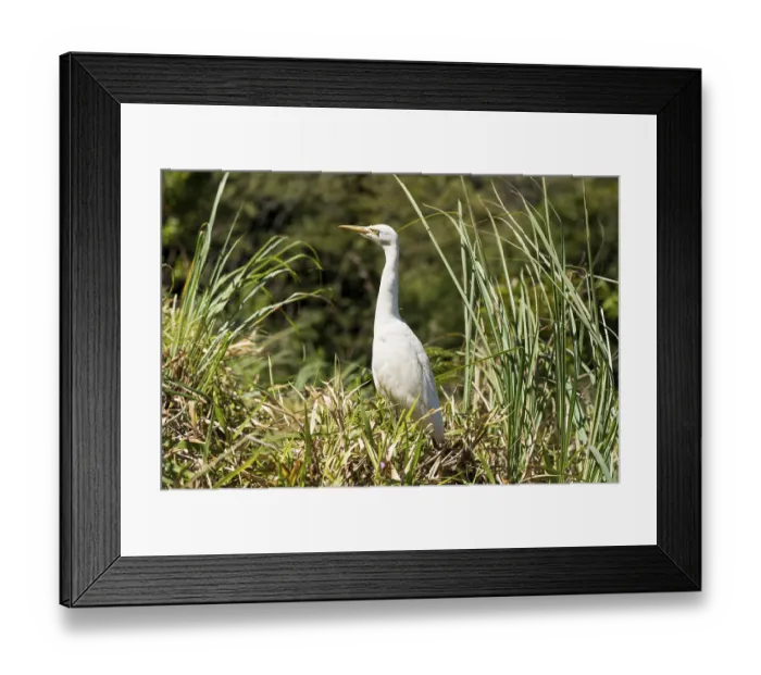 Framed Print : The eastern great egret has a wide distribution throughout Asia and Oceania