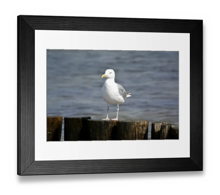 Framed Print : Seagull on a breakwater on the beach of the Baltic Sea coast Framed Print : Seagull on a breakwater on the beach of the Baltic Sea coast