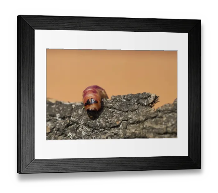 Framed Print : Caterpillar of a goat moth (Cossus Cossus) on the bark of a tree