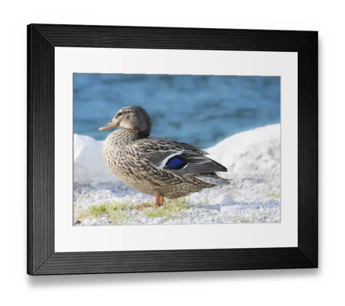 Framed Print : Female duck standing on the beach Framed Print : Female duck standing on the beach