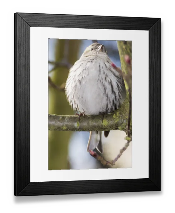 Framed Print : Eurasian siskin sitting on a twig of a tree