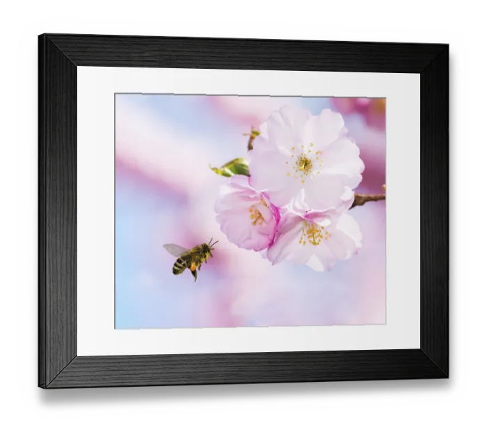 Framed Print : Bee full of pollen flying to pink cherry blossoms