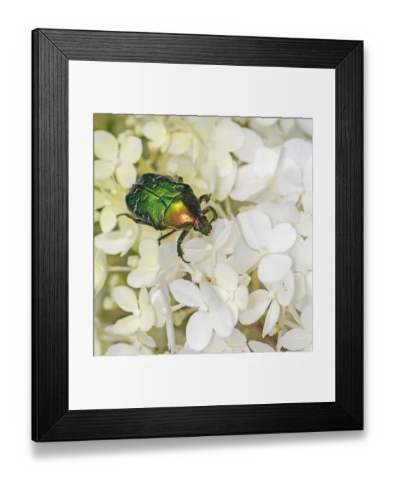 Framed Print : Rose chafer bug (Cetoniinae) in a flower blossom