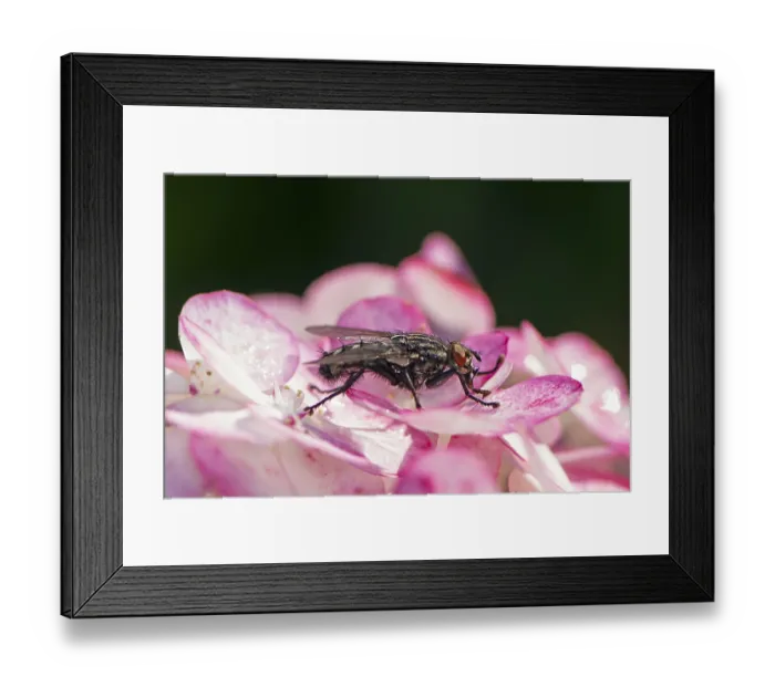 Framed Print : Macro of a fly sitting on a blossom Framed Print : Macro of a fly sitting on a blossom