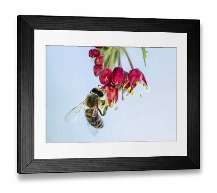Framed Print : Macro of a bee pollinating on the blossoms of a japanese maple tree Framed Print : Macro of a bee pollinating on the blossoms of a japanese maple tree