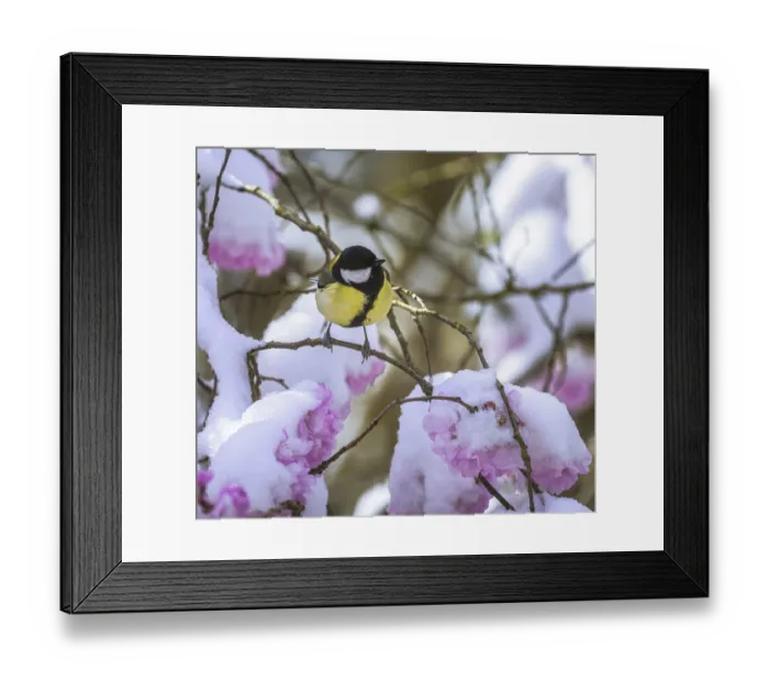 Framed Print : Closeup of a great tit on a tree with snow covered pink cherry blossoms