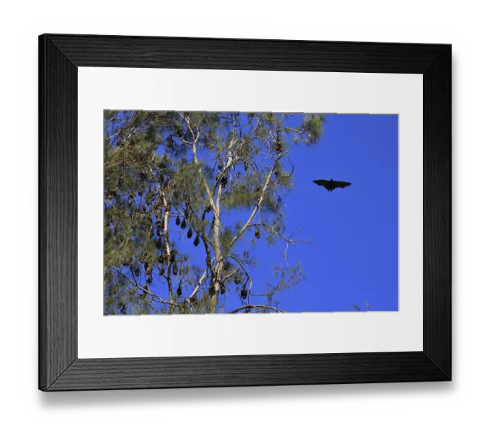 Framed Print : Fruit bats hanging in a tree. Wild animals living in Australia Framed Print : Fruit bats hanging in a tree. Wild animals living in Australia