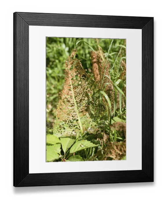 Framed Print : A leaf is eaten by some insects letting visible only the vein structure
