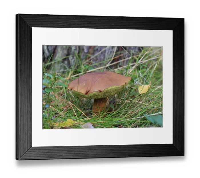 Framed Print : Maronenrohrling, Marone, Boletus (Boletaceae) badius Maronenr?hrling