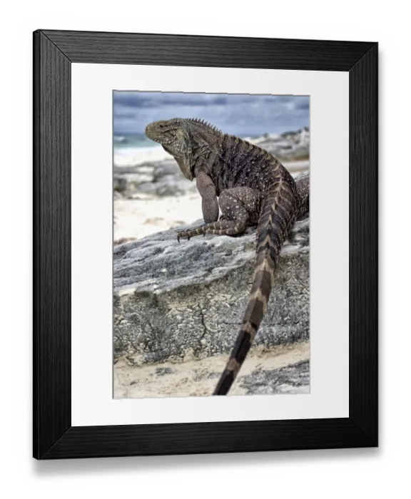 Framed Print : Whorled-tailed Iguana, Cayo Largo Cuba