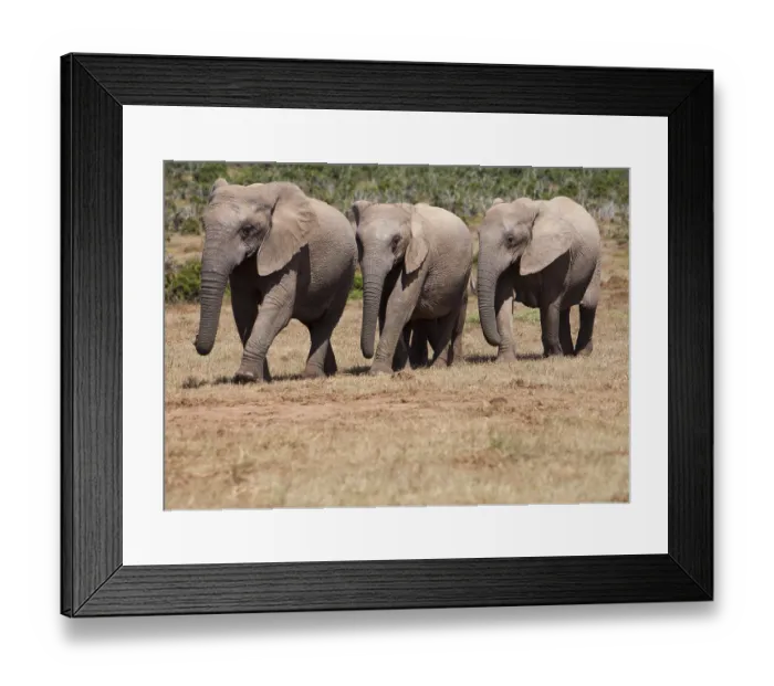 Framed Print : Elephants in Addo Elephant Park, South Africa