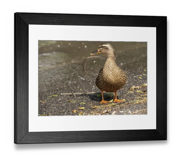 Framed Print : Duck on the banks of the Rhine