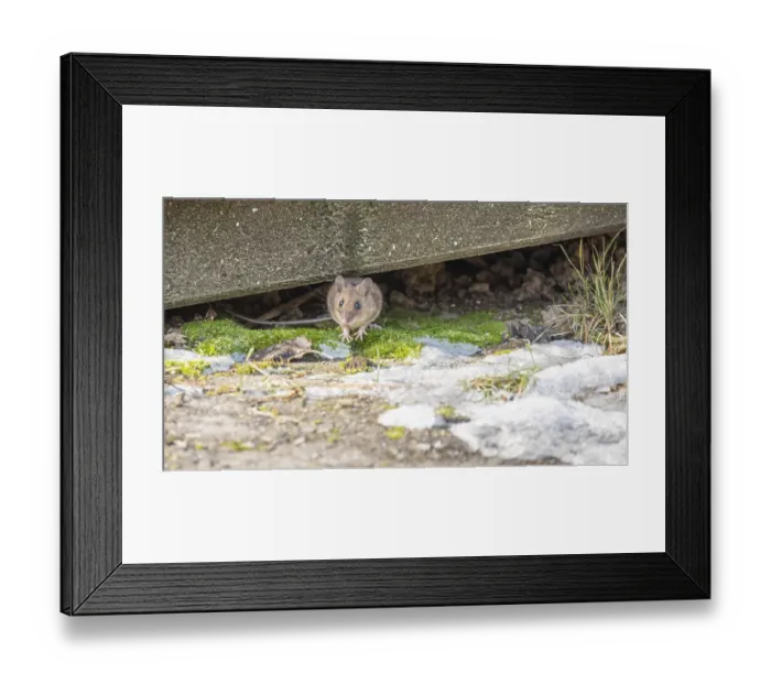 Framed Print : Shrew in nature