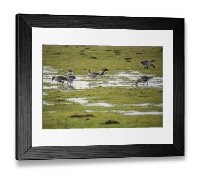 Framed Print : Greylag geese in a wet meadow