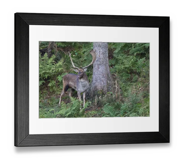 Framed Print : Fallow Deer, only males have antlers