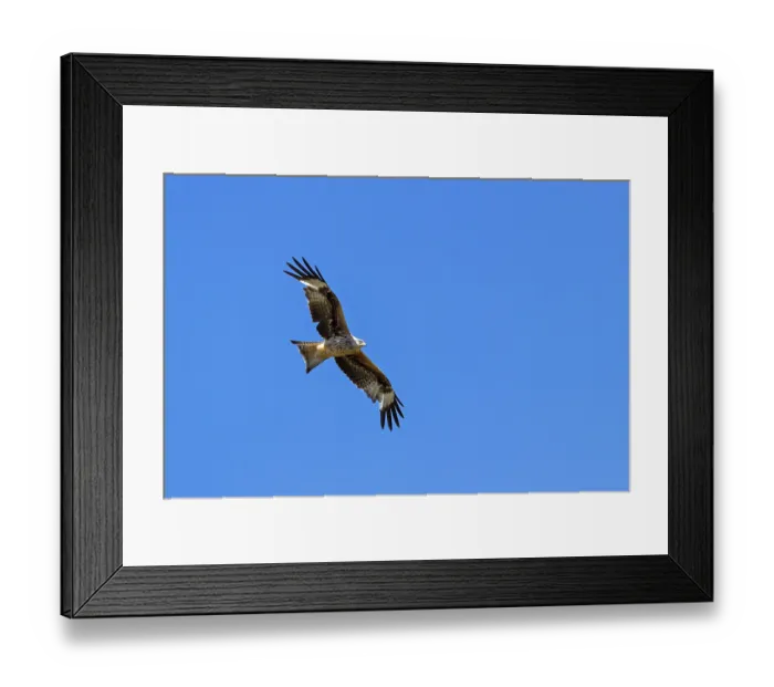 Framed Print : Red Kite (Milvus milvus) in flight Framed Print : Red Kite (Milvus milvus) in flight
