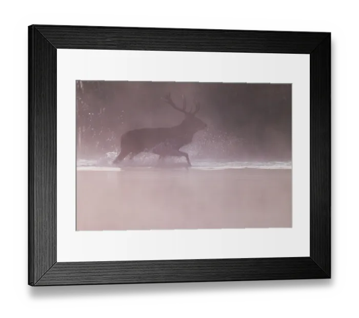 Framed Print : Red Deer (Cervus elaphus), the antlers are a popular hunting trophy (Photo red deer crosses a pond)