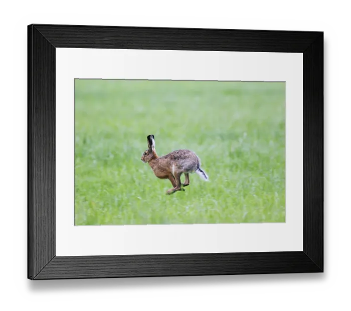 Framed Print : European hares (Lepus europaeus) can reach speeds of up to 70 Km h over short distances Framed Print : European hares (Lepus europaeus) can reach speeds of up to 70 Km h over short distances