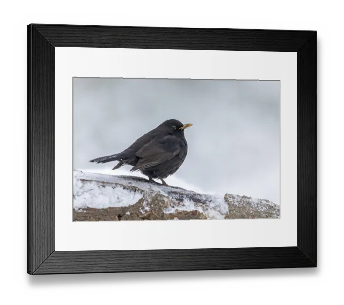 Framed Print : Blackbird (Turdus merula) Blackbird male