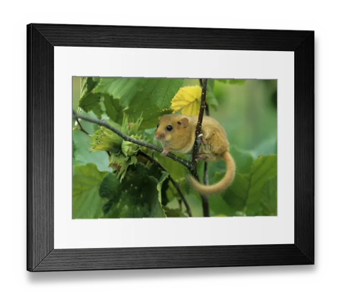 Framed Print : (Muscardinus avellanarius) Framed Print : (Muscardinus avellanarius)