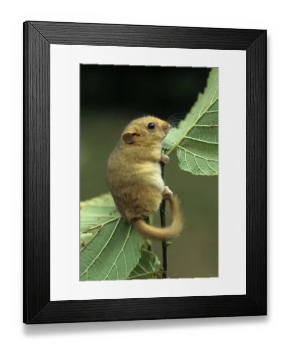 Framed Print : (Muscardinus avellanarius)