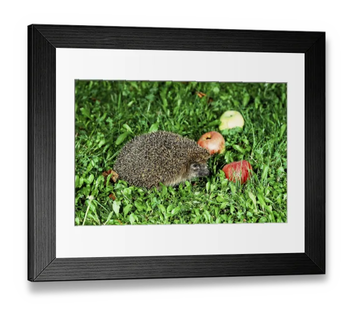 Framed Print : hedgehog