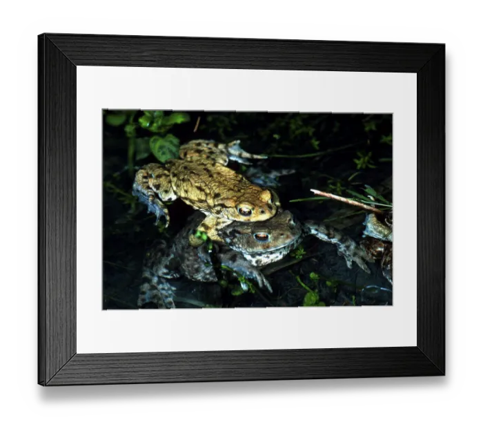 Framed Print : Common toad (bufo bufo), mating, mating season Framed Print : Common toad (bufo bufo), mating, mating season