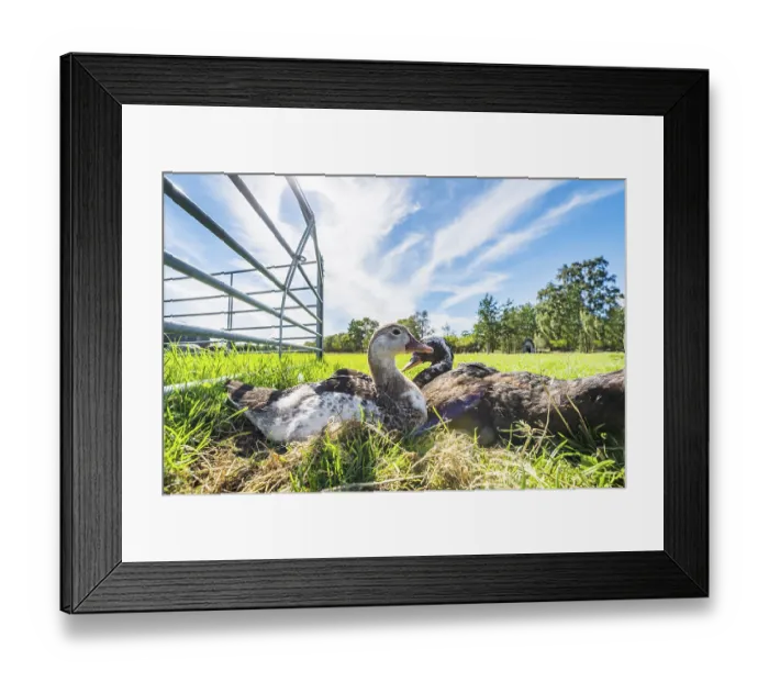 Framed Print : Ducks relaxing in the sun on green grass in the summer in an idyllic countryside