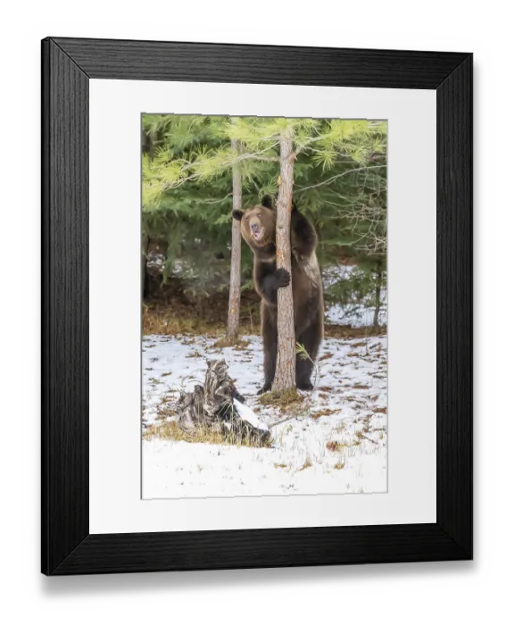 Framed Print : A Grizzly Bear enjoys the winter weather in Montana