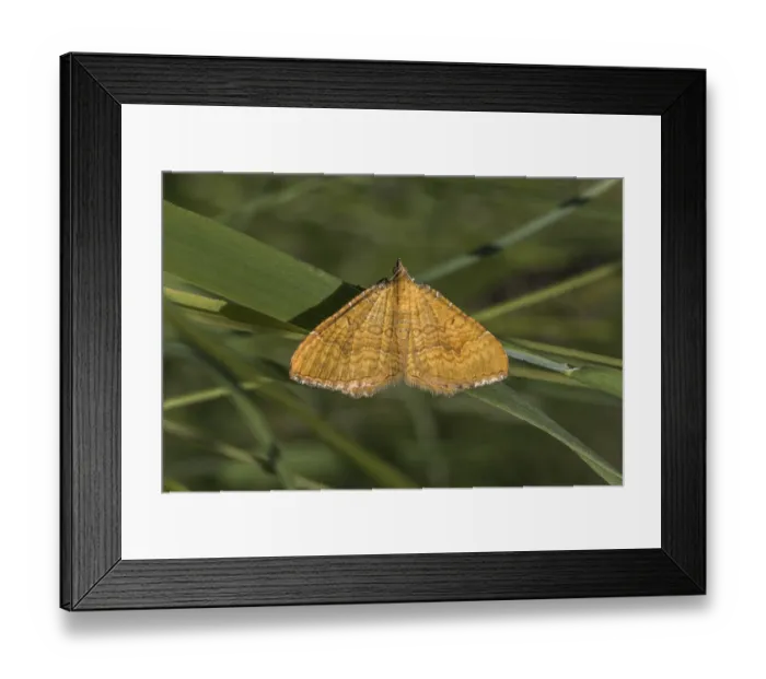 Framed Print : An ochre yellow leaf moth rests on a leaf Framed Print : An ochre yellow leaf moth rests on a leaf