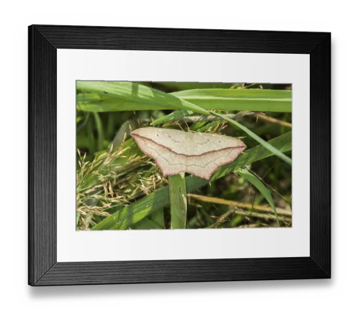 Framed Print : Sorrel Moth on a Leaf, A blood vein moth on a leaf