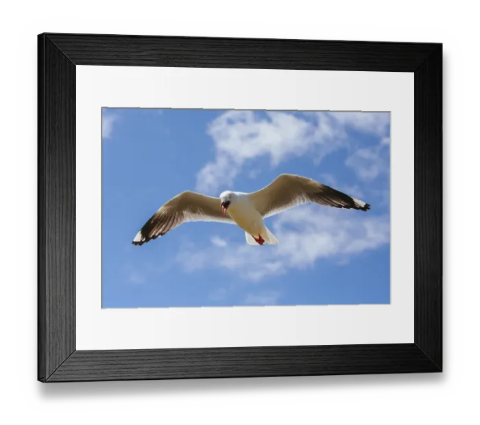Framed Print : A seagull watches over its nest in Phillip Island Framed Print : A seagull watches over its nest in Phillip Island